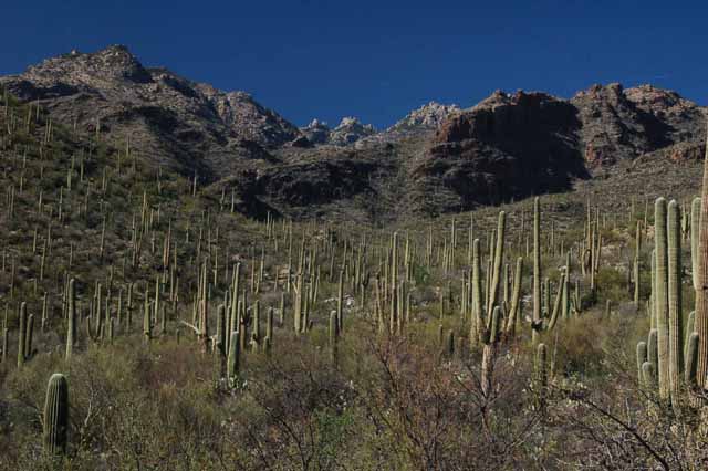 scenic view of cactus in Sabino Canyon